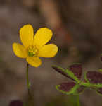 Tufted yellow woodsorrel